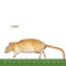 PERFECT PREY Frozen Rat Jumbo - Poudre Pet and Feed Supply